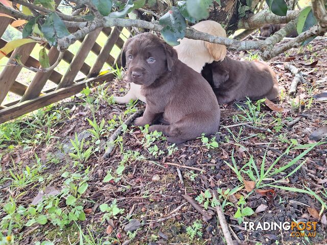 Stunning purebred Labrador puppies