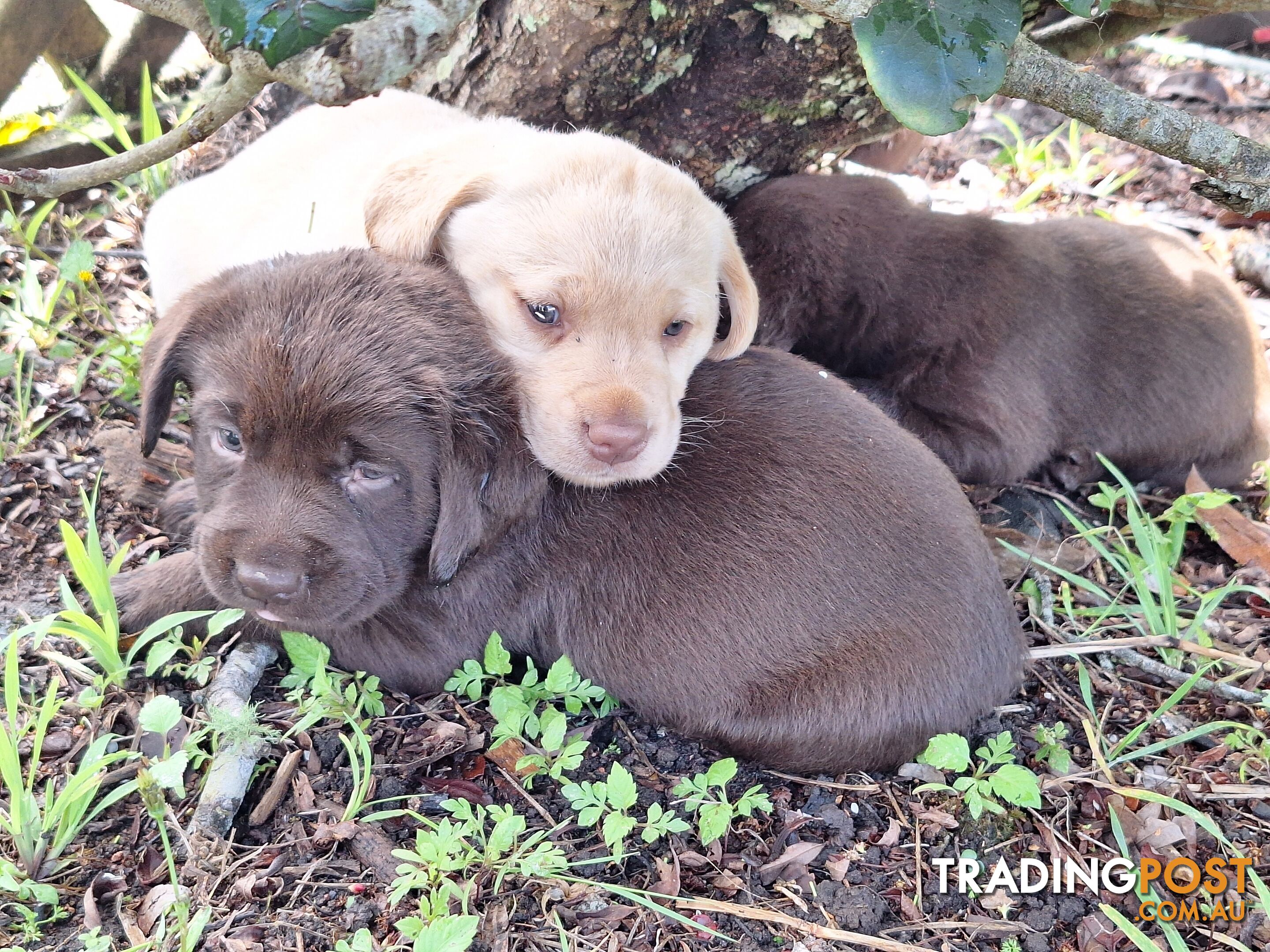 Stunning purebred Labrador puppies