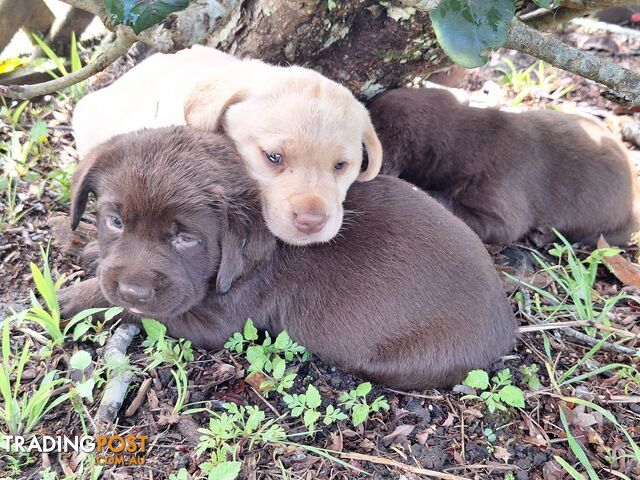 Stunning purebred Labrador puppies