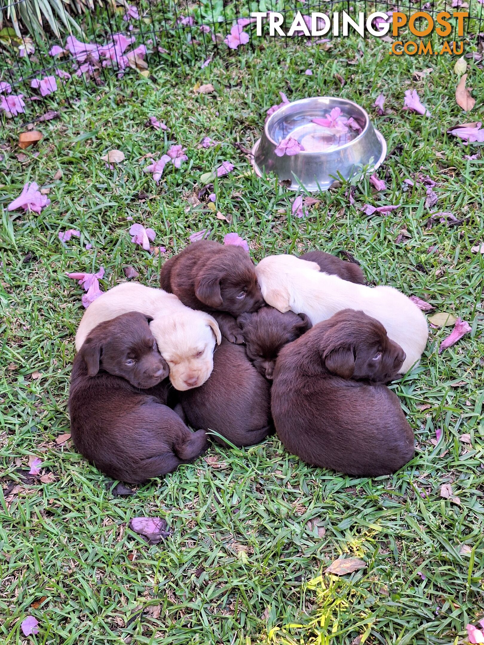 Stunning purebred Labrador puppies