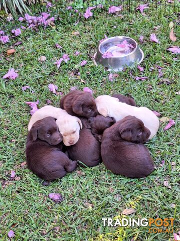 Stunning purebred Labrador puppies