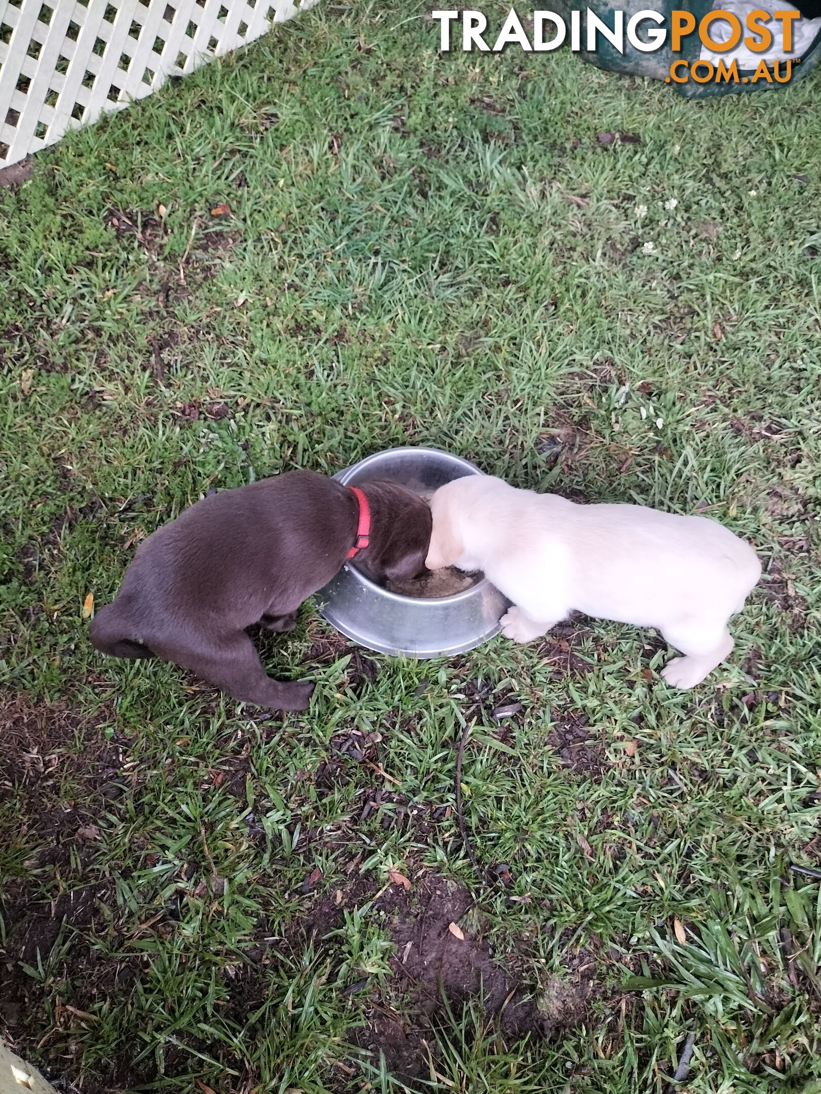 Stunning purebred Labrador puppies