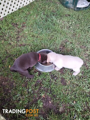 Stunning purebred Labrador puppies