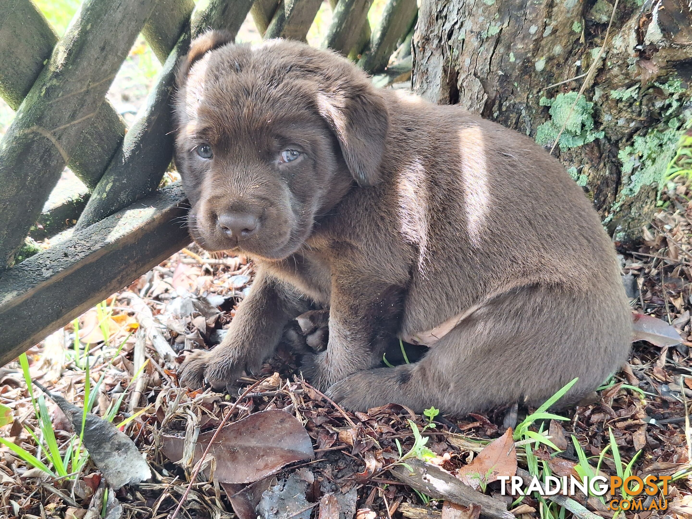 Stunning purebred Labrador puppies