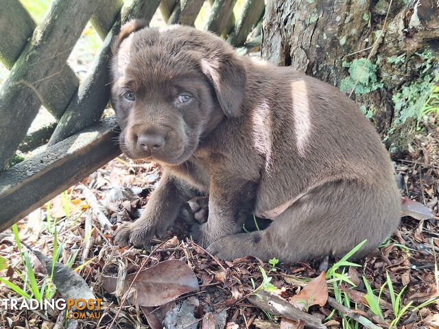 Stunning purebred Labrador puppies