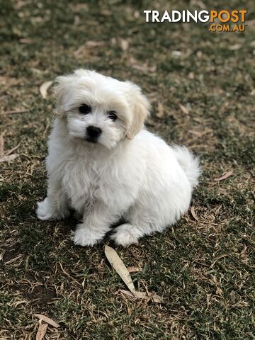 Beautiful Bichon x Maltese puppies