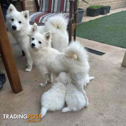 Japanese Spitz puppies