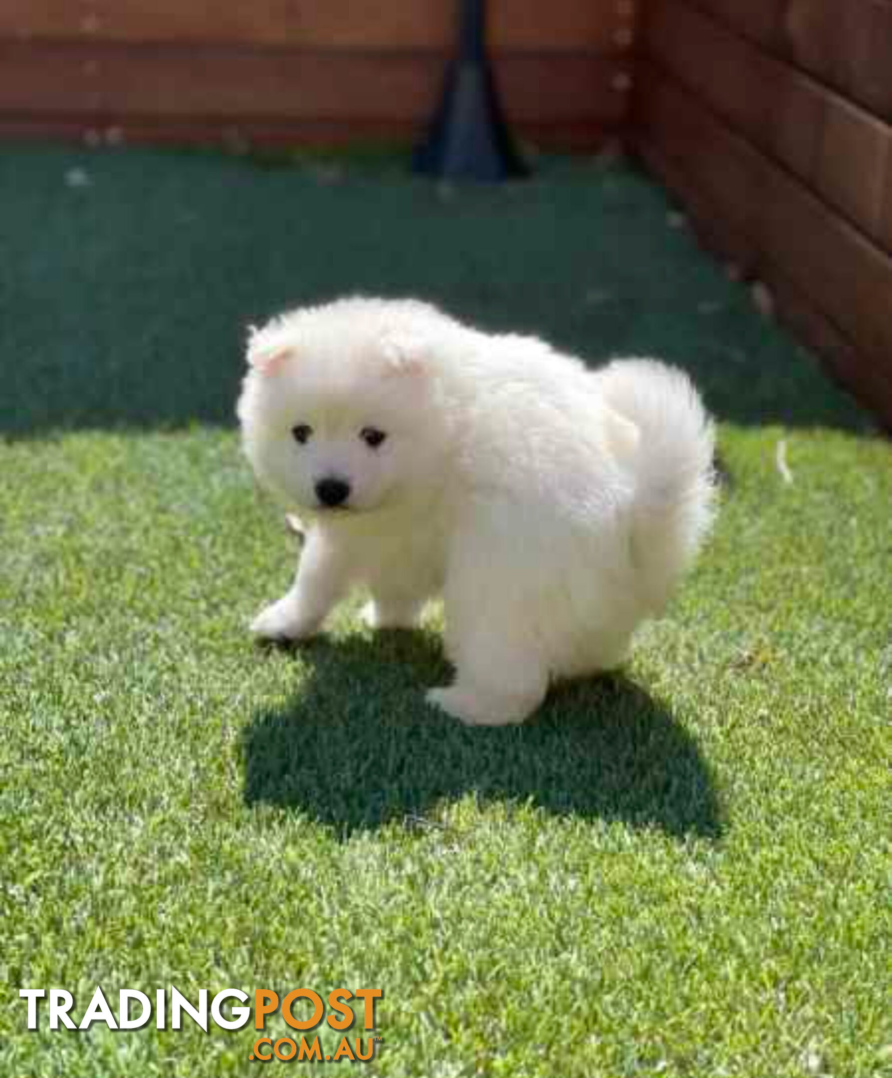 Japanese Spitz puppies