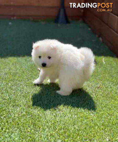 Japanese Spitz puppies