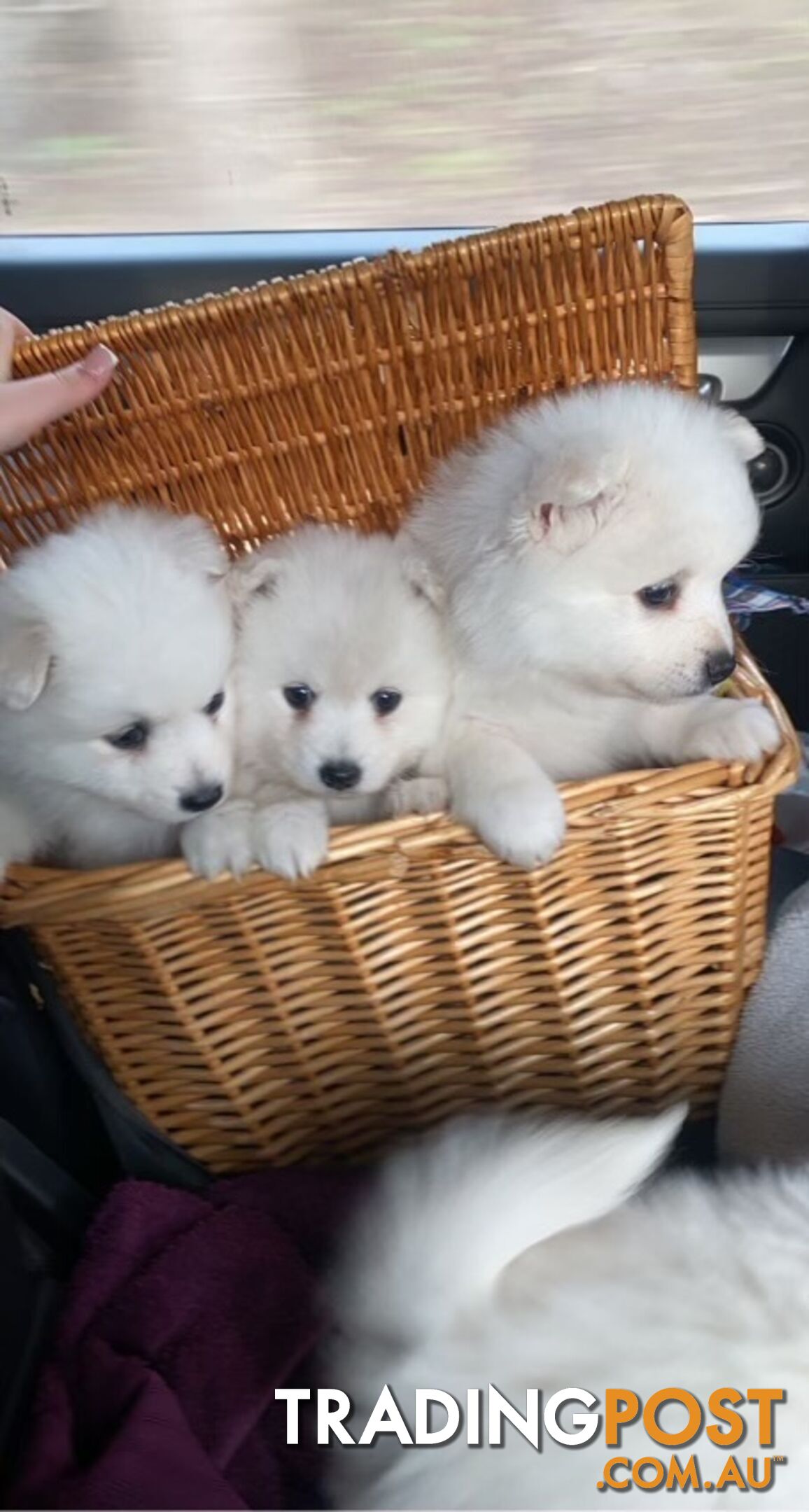 Japanese Spitz puppies