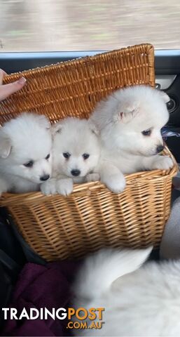 Japanese Spitz puppies