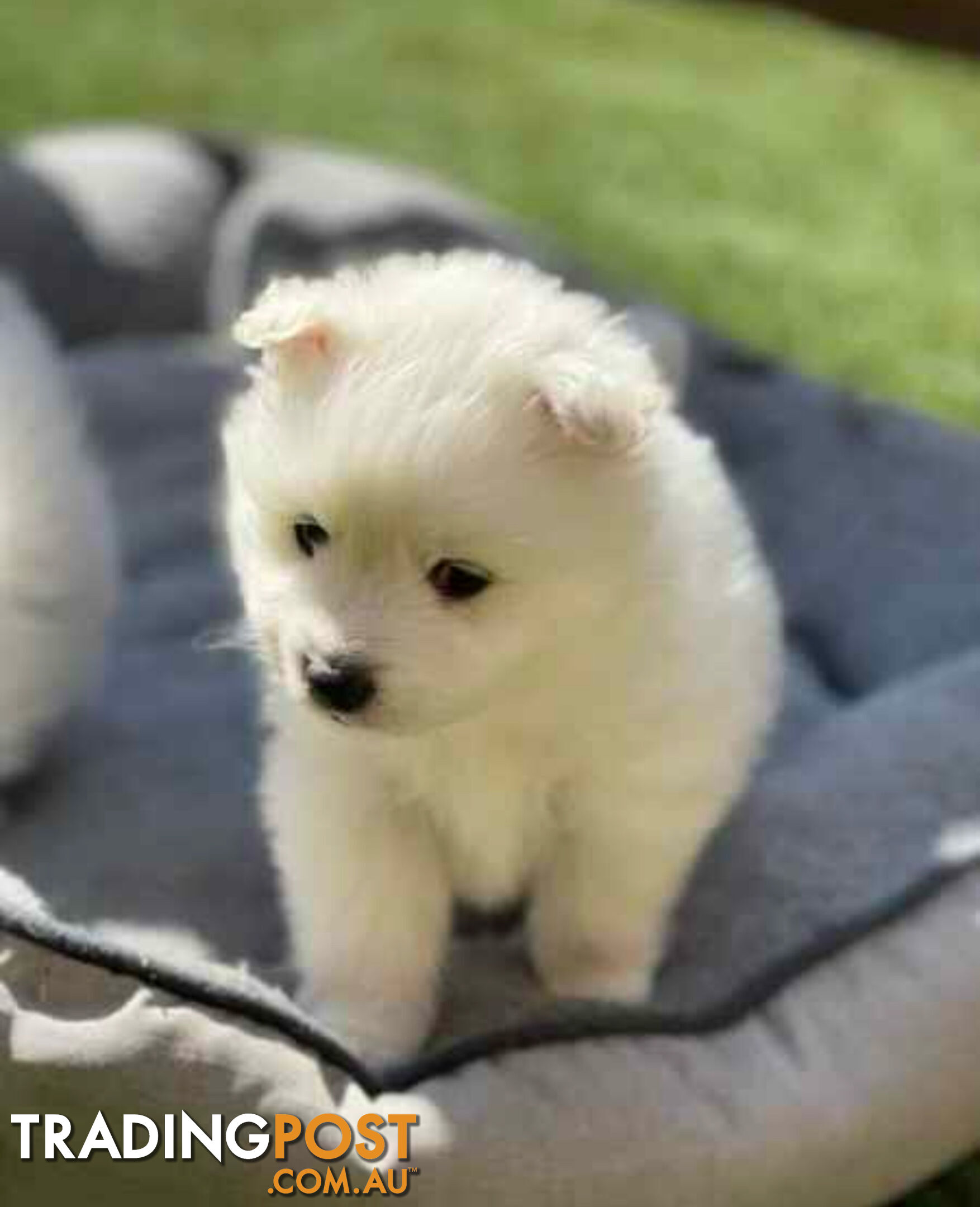 Japanese Spitz puppies