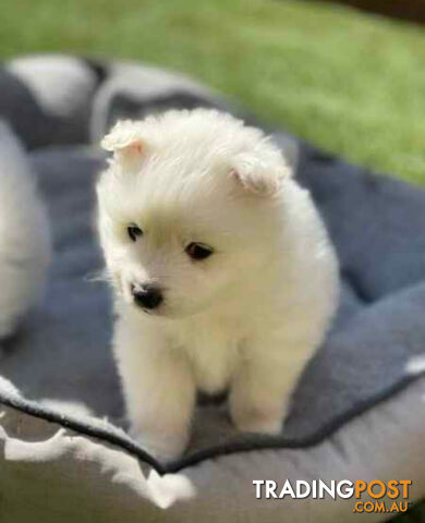 Japanese Spitz puppies