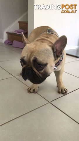 Male pure breed French bulldog looking for a warm home adoption