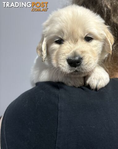 Purebred Golden Retriever Puppies