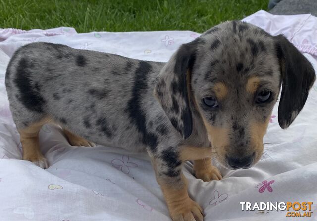 Miniature dachshund pup