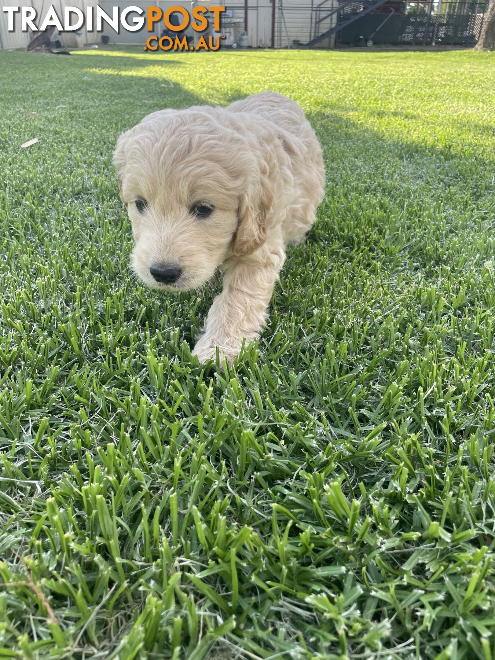 F1 mini groodle pups in time for Christmas