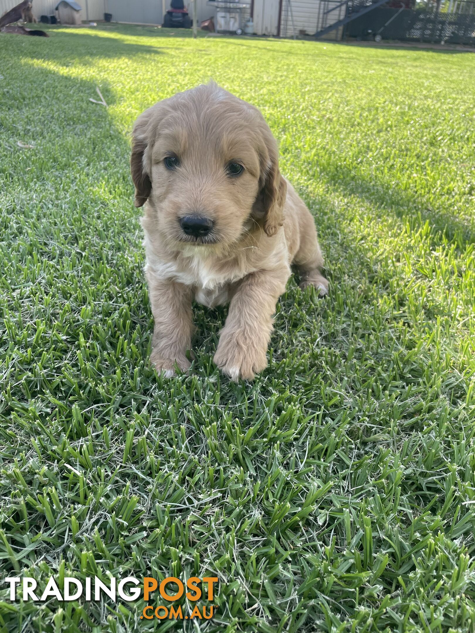 F1 mini groodle pups in time for Christmas