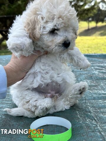 Bichon Frise x maltese poodle