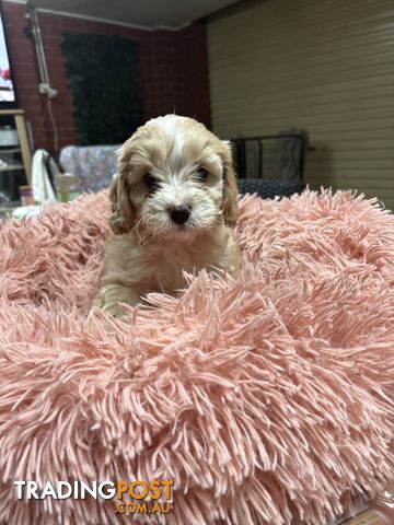 Cavoodle puppies