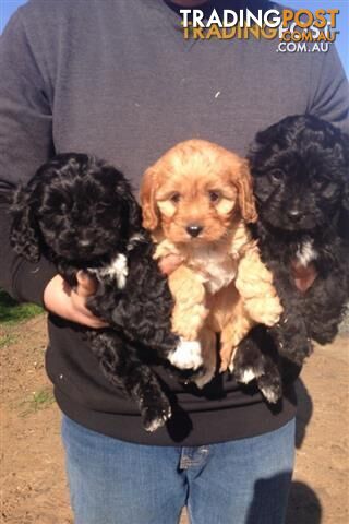 Gorgeous Cavoodle Puppies