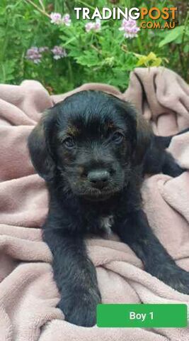 Cavoodle/Schnauzer Puppies