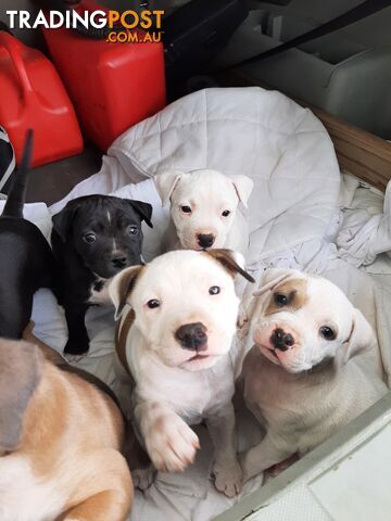 Staffy Pups