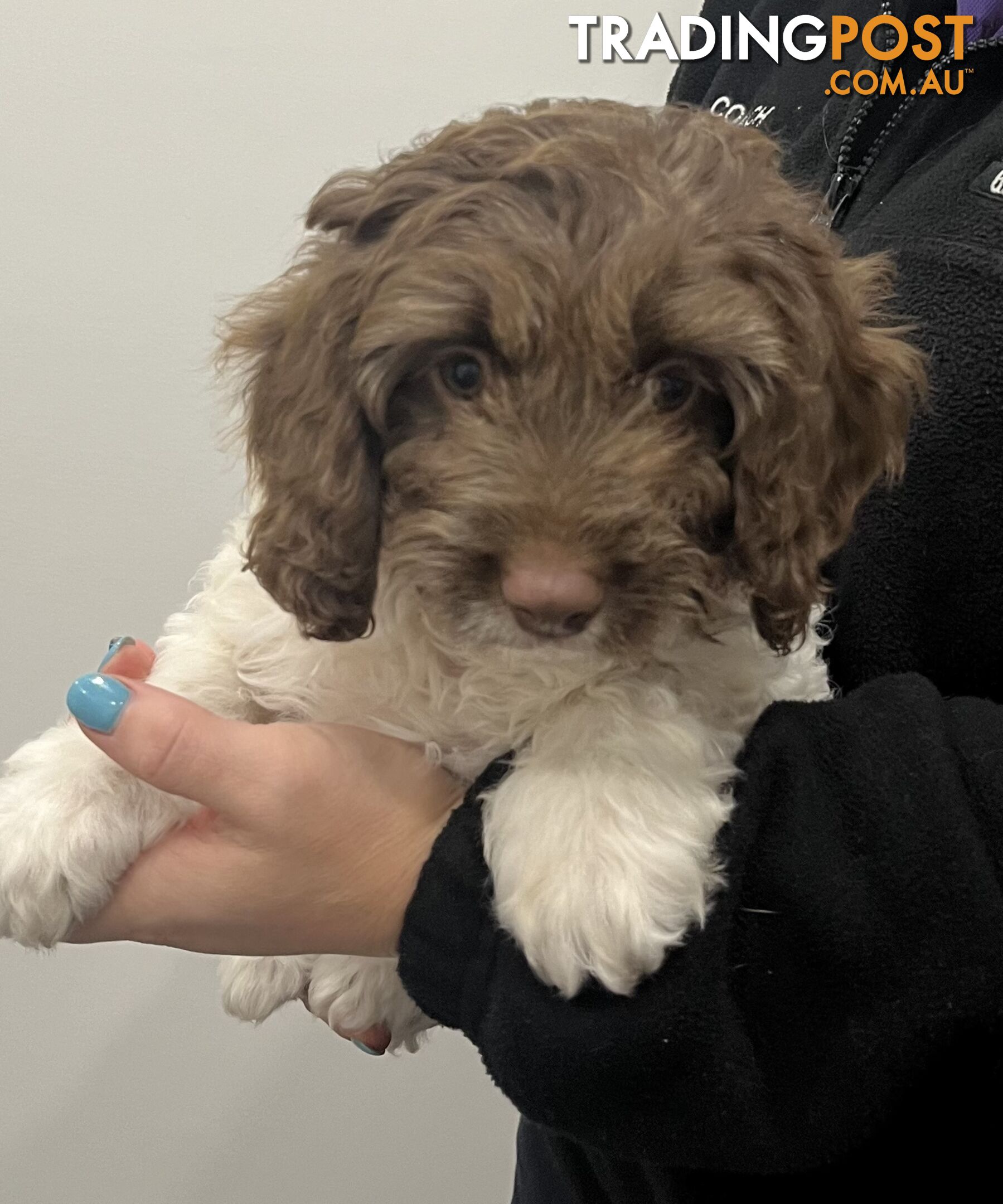 Chocolate and White Cavoodle Puppies