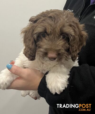 Chocolate and White Cavoodle Puppies