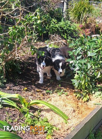 Storminin Border Collies  Breeder Reg No 4100032416