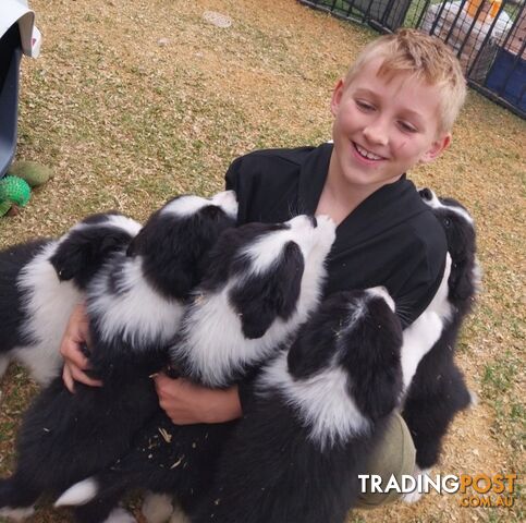 Storminin Pedigree Border Collies - 9 weeks, Ready to Go!