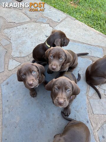 Expression of Interest - Springaraner (English Springer Spaniel x Weimaraner)