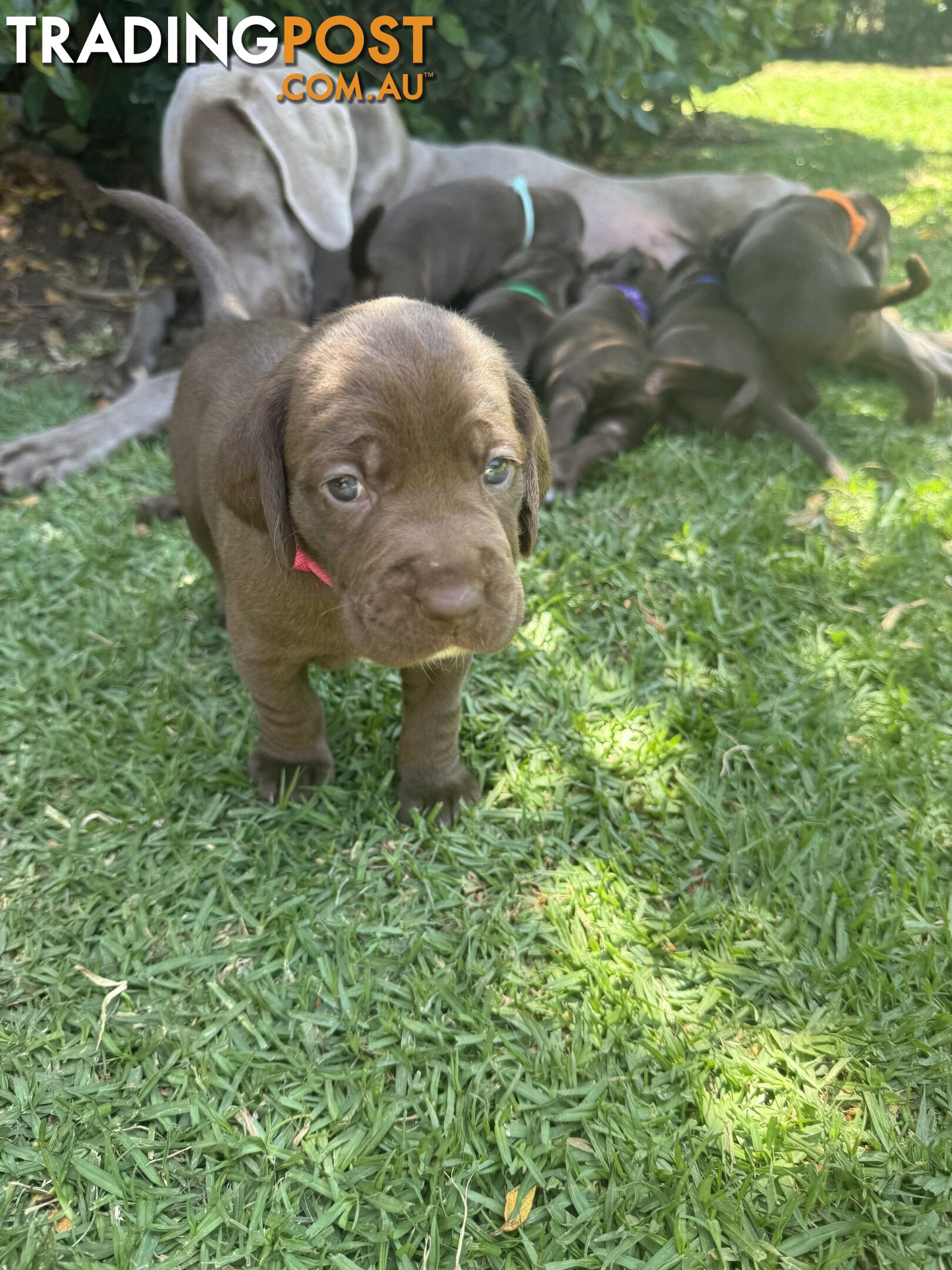 Expression of Interest - Springaraner (English Springer Spaniel x Weimaraner)