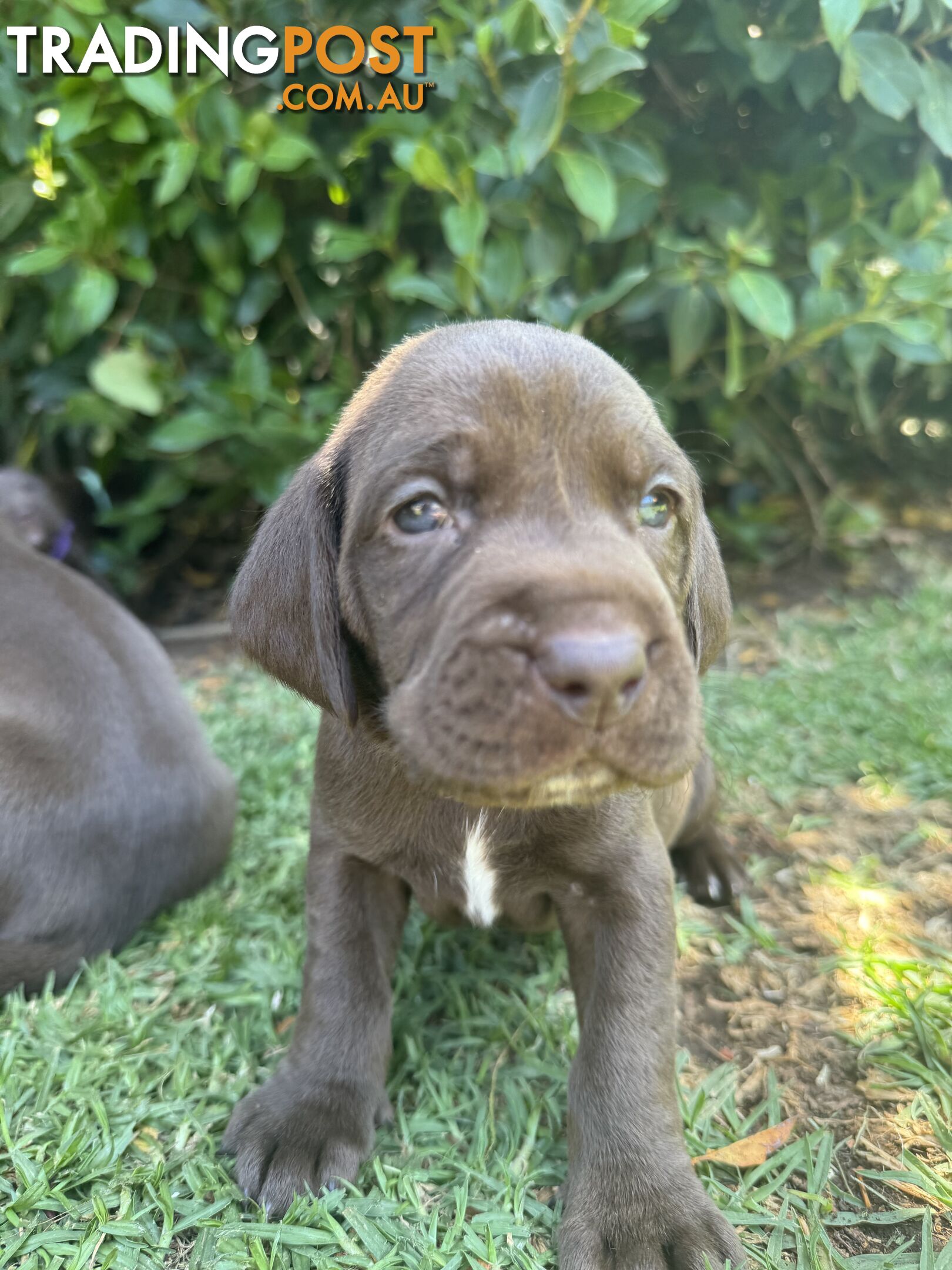 Expression of Interest - Springaraner (English Springer Spaniel x Weimaraner)