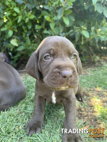 Expression of Interest - Springaraner (English Springer Spaniel x Weimaraner)