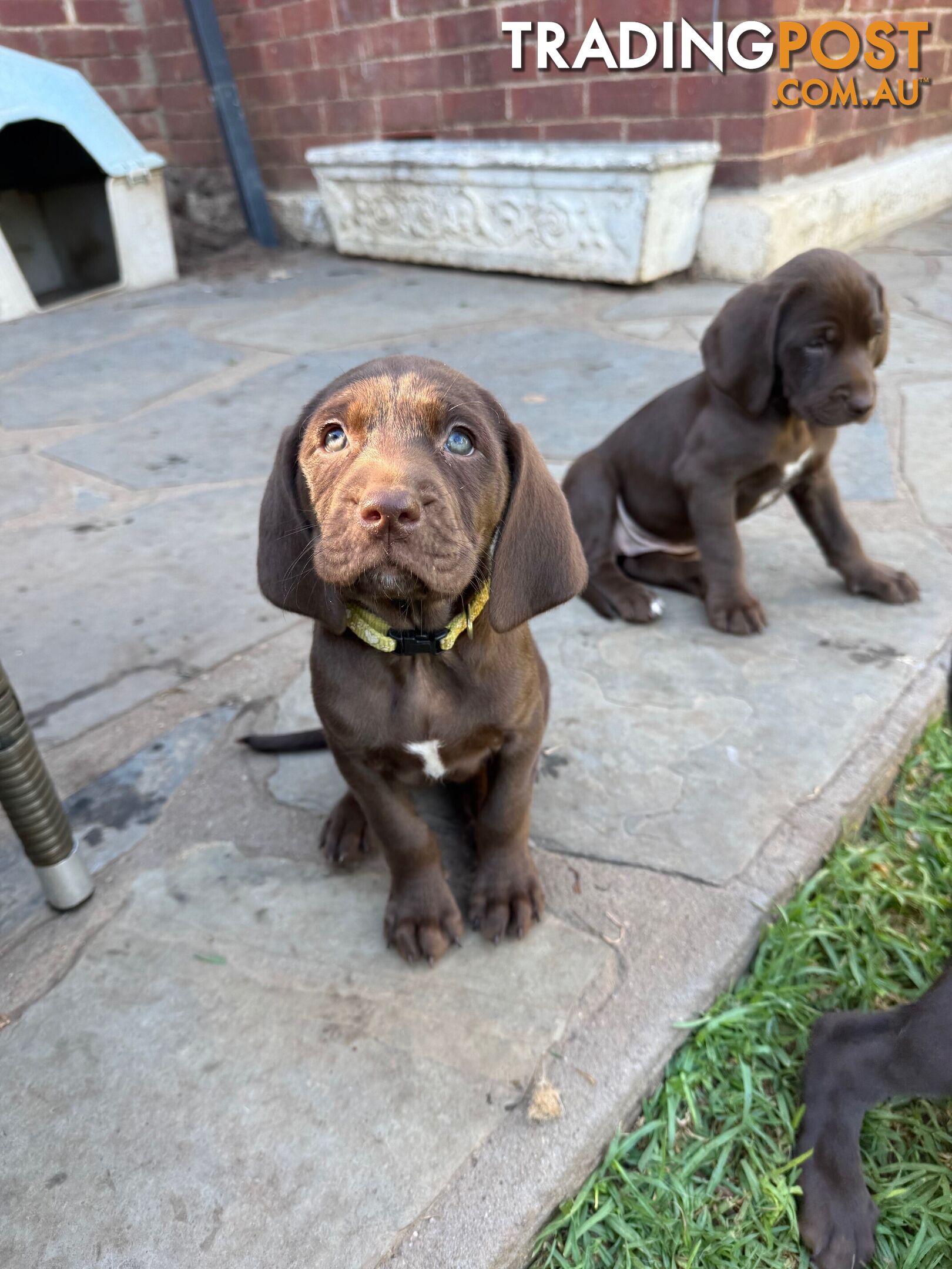 Expression of Interest - Springaraner (English Springer Spaniel x Weimaraner)