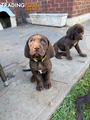 Expression of Interest - Springaraner (English Springer Spaniel x Weimaraner)