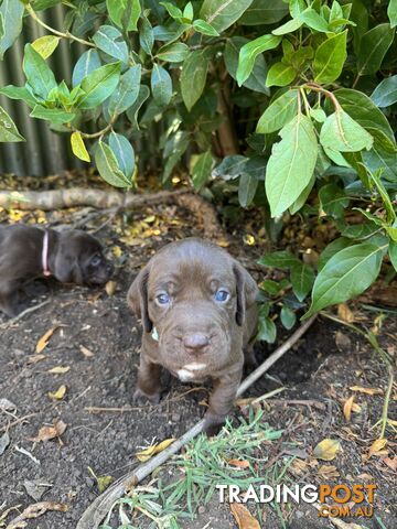 Expression of Interest - Springaraner (English Springer Spaniel x Weimaraner)