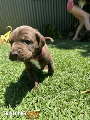 Expression of Interest - Springaraner (English Springer Spaniel x Weimaraner)