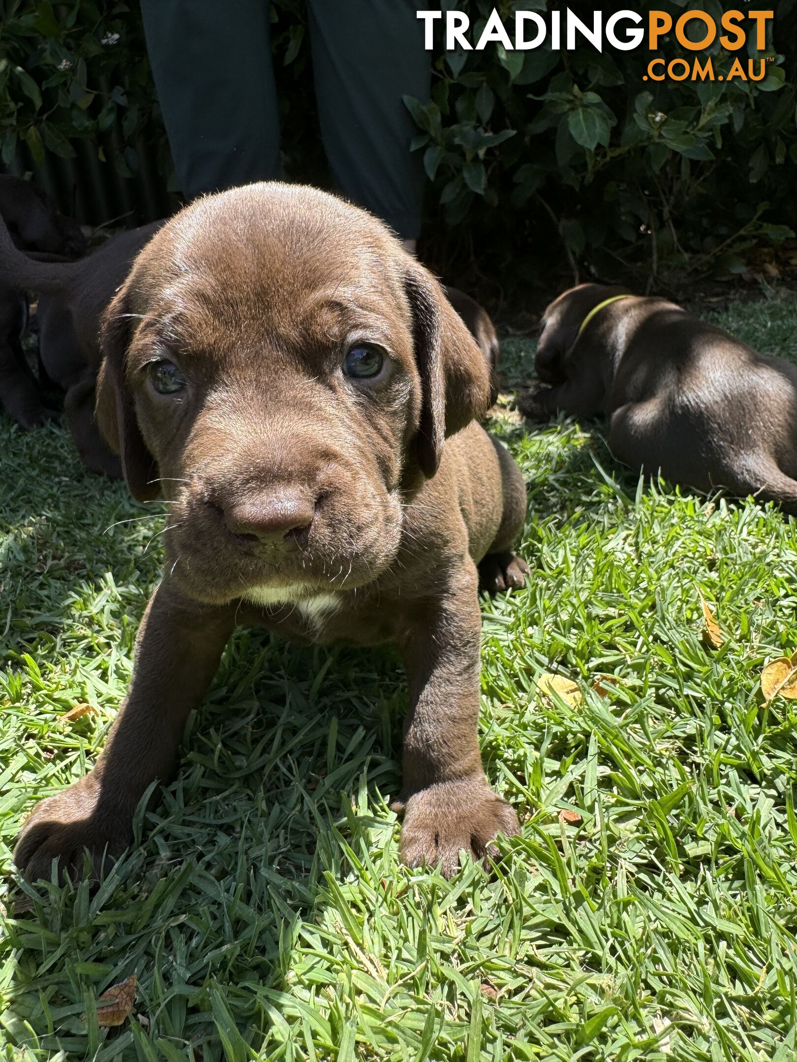 Expression of Interest - Springaraner (English Springer Spaniel x Weimaraner)