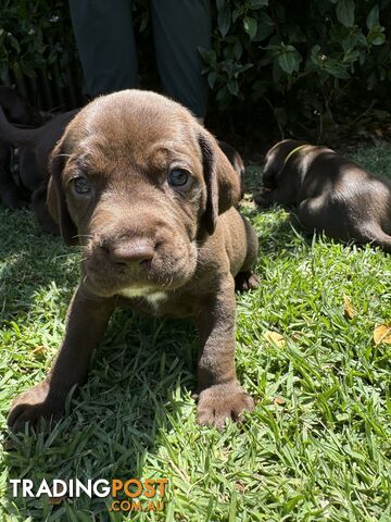 Expression of Interest - Springaraner (English Springer Spaniel x Weimaraner)