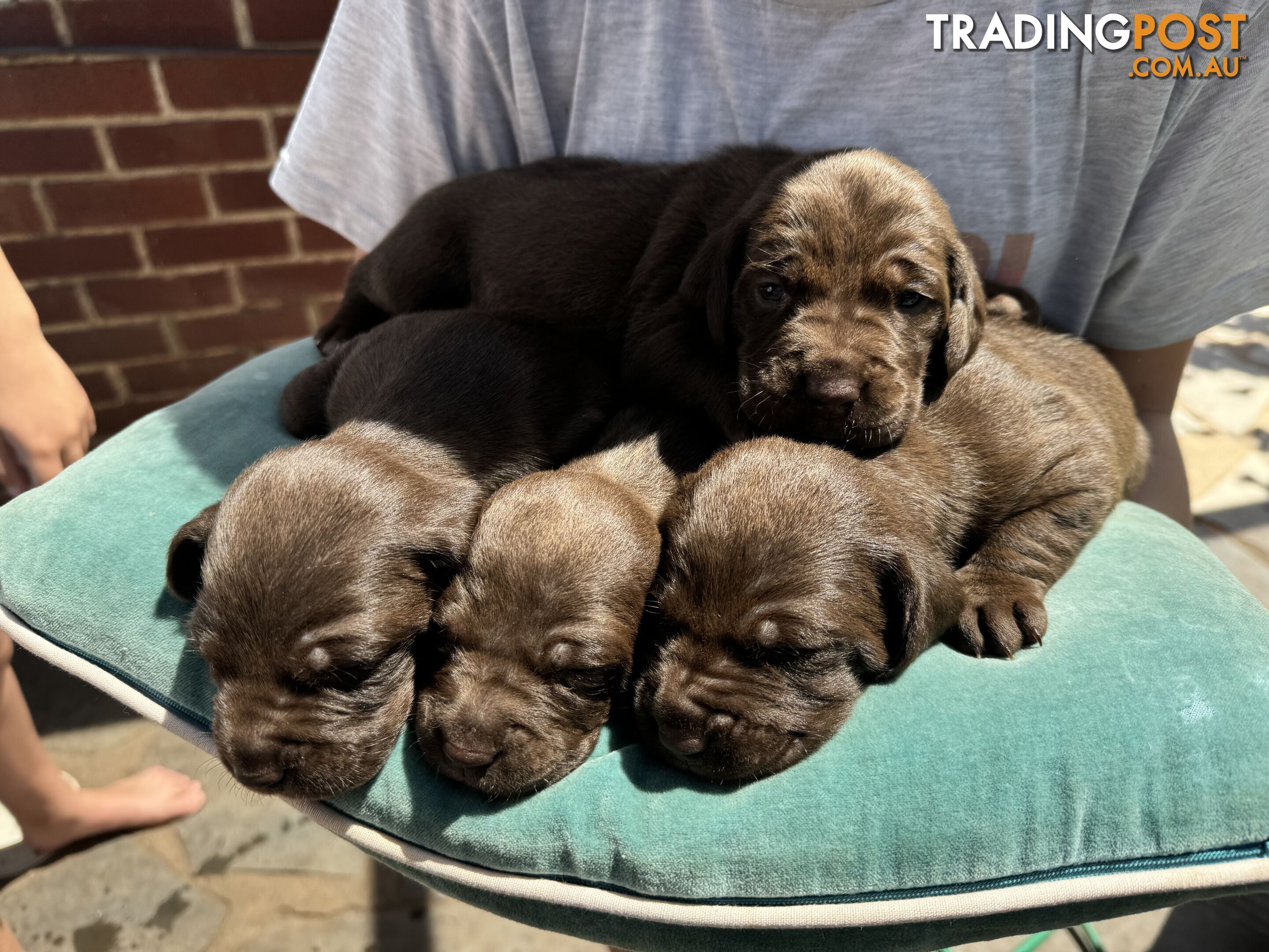 Expression of Interest - Springaraner (English Springer Spaniel x Weimaraner)