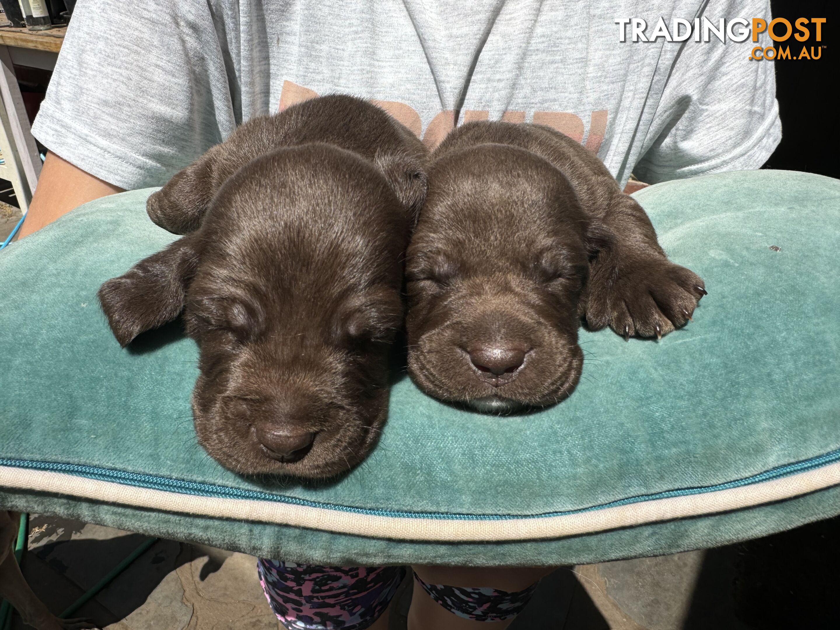 Expression of Interest - Springaraner (English Springer Spaniel x Weimaraner)