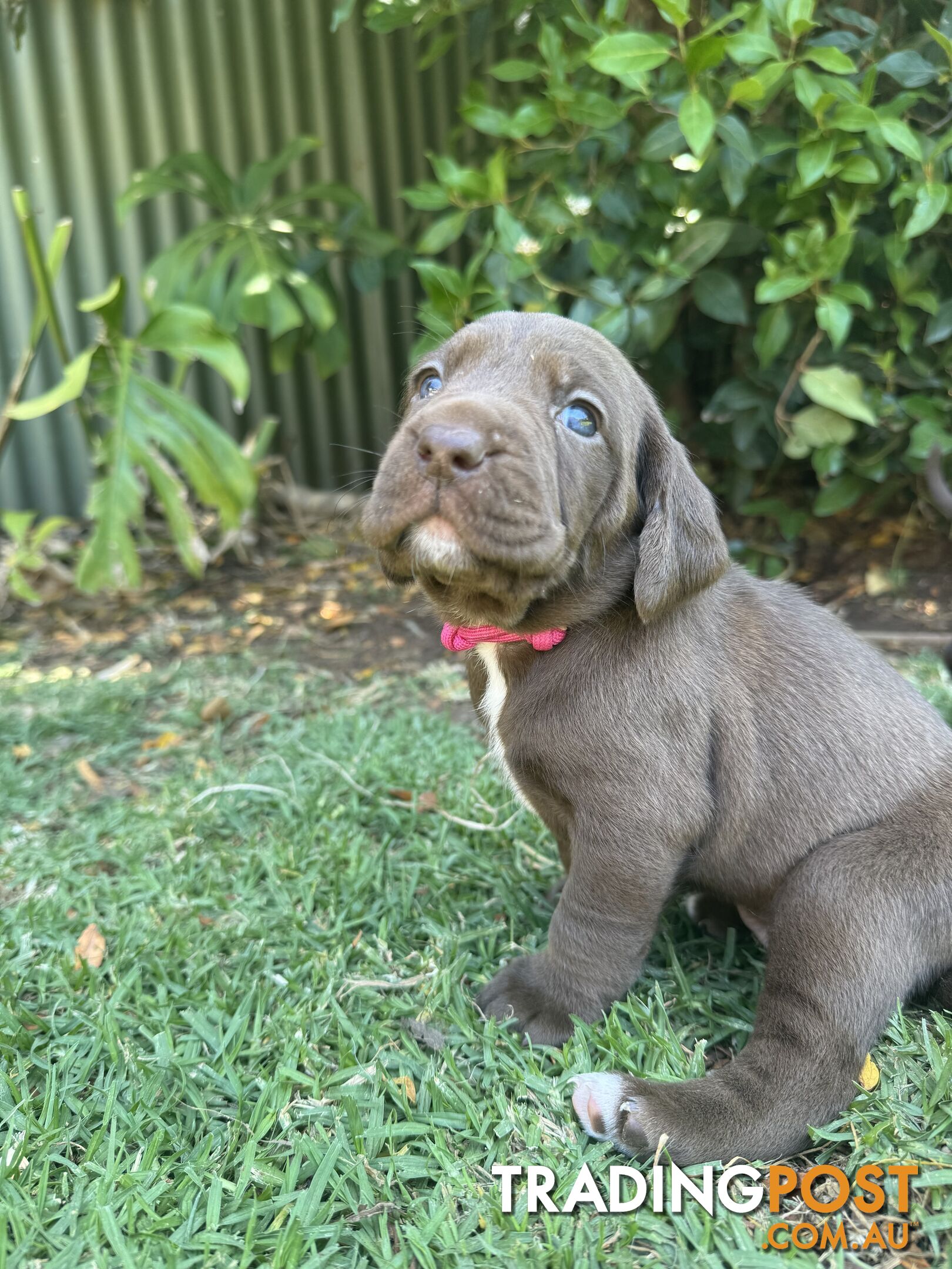 Expression of Interest - Springaraner (English Springer Spaniel x Weimaraner)