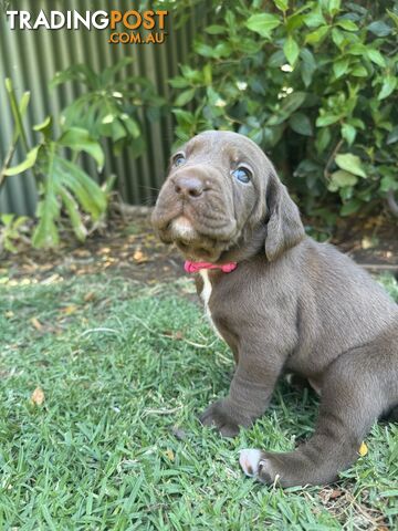 Expression of Interest - Springaraner (English Springer Spaniel x Weimaraner)