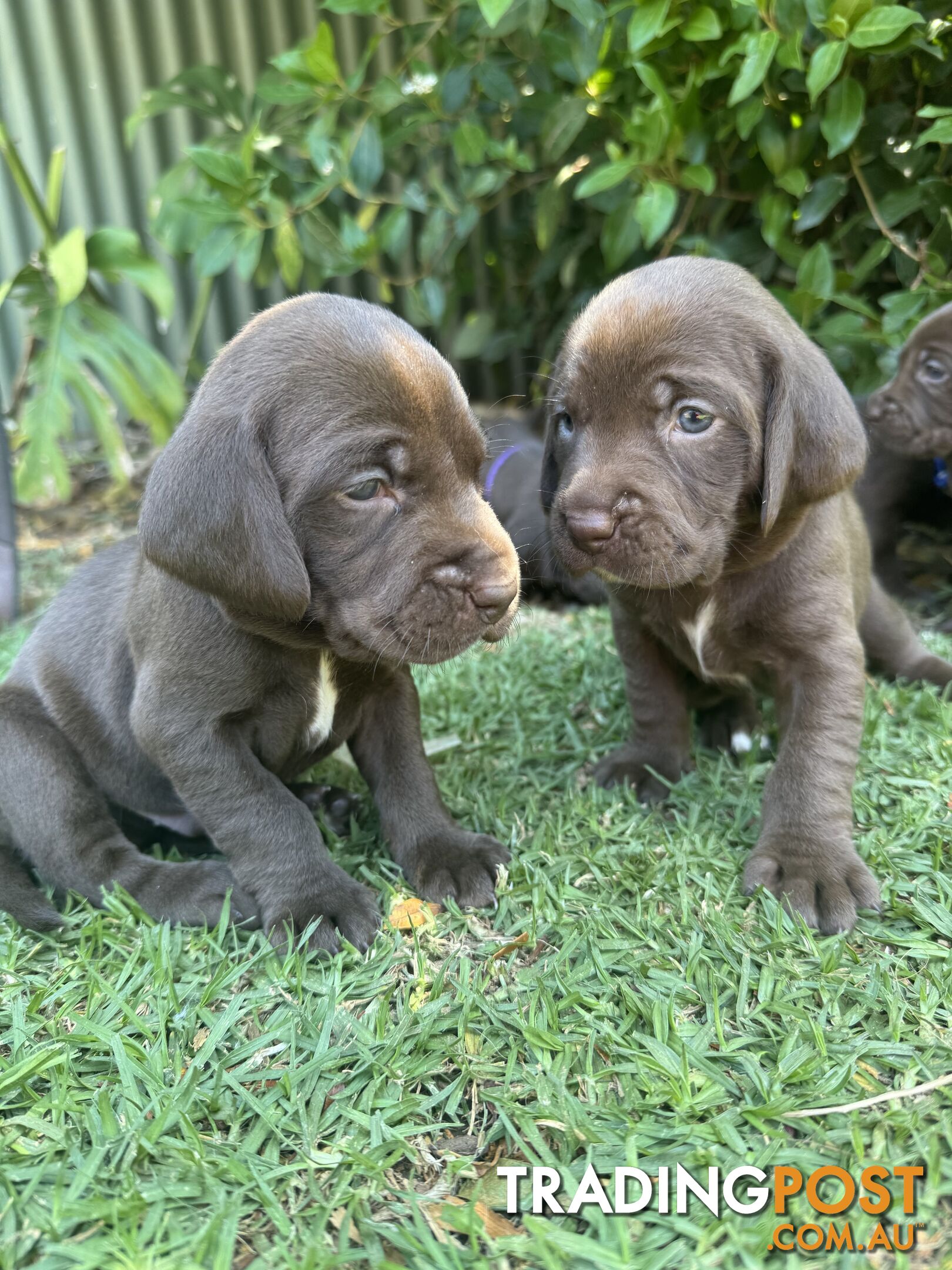 Expression of Interest - Springaraner (English Springer Spaniel x Weimaraner)