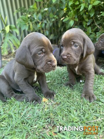 Expression of Interest - Springaraner (English Springer Spaniel x Weimaraner)