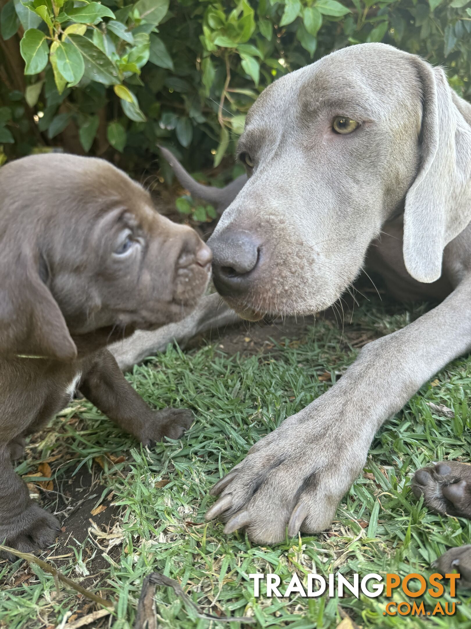 Expression of Interest - Springaraner (English Springer Spaniel x Weimaraner)