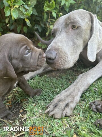 Expression of Interest - Springaraner (English Springer Spaniel x Weimaraner)