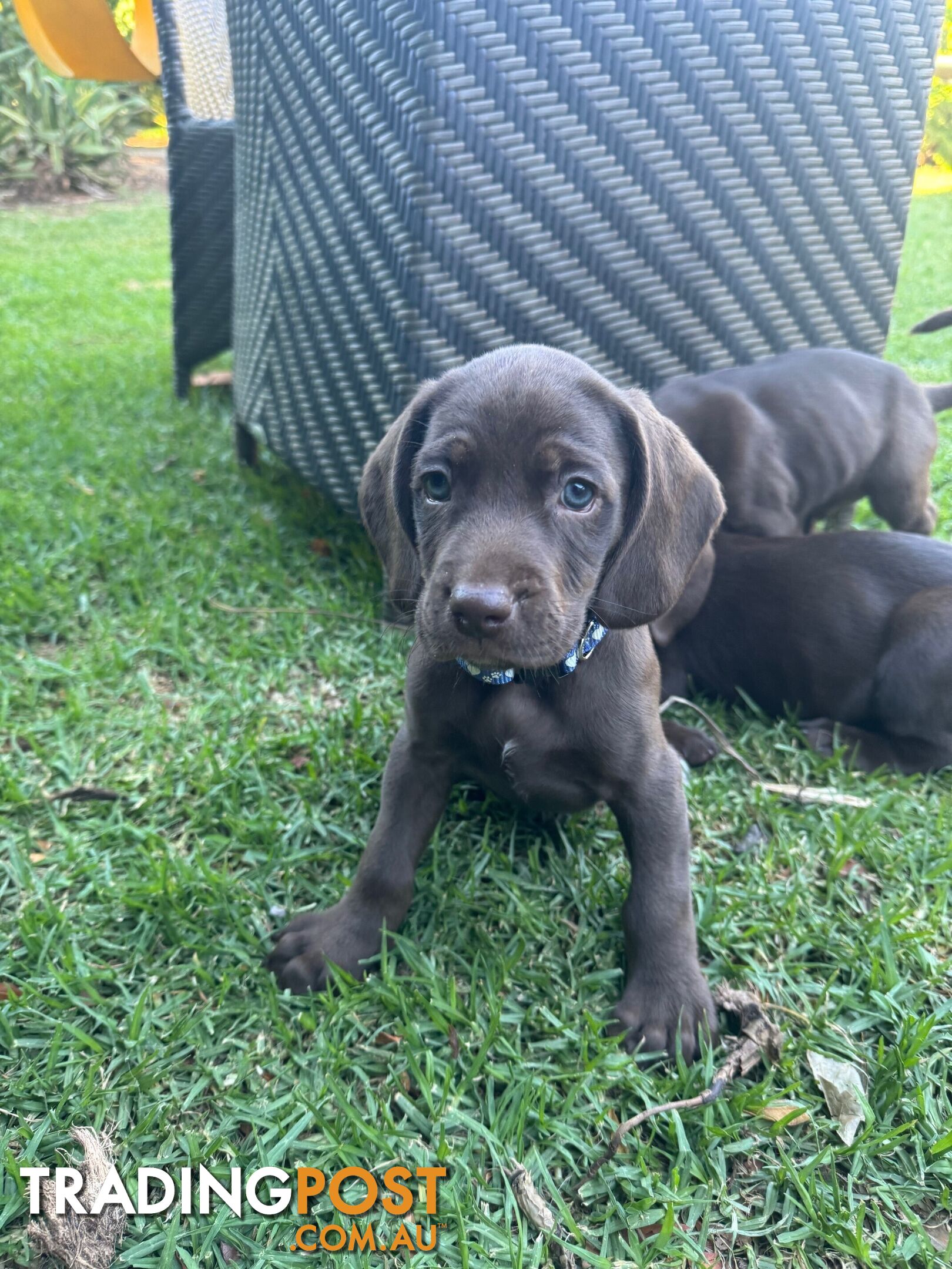 Expression of Interest - Springaraner (English Springer Spaniel x Weimaraner)